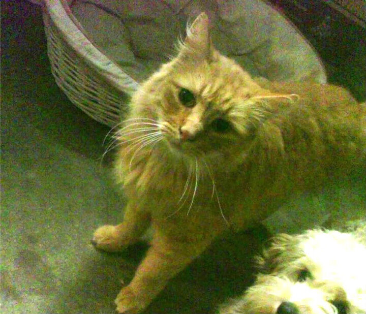 AIYOUXI.COM-_极地冰川雪地摩托：冰原上的速度狂飙_，极地冰川融化图片