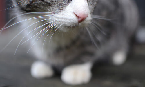 AYX官网-“逆境中的坚持”——车手抗压应变的真实故事